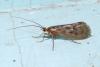 Halesus sp.